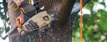 Trusted Melbourne, AR Tree Services Experts