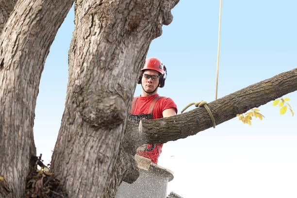 Best Hedge Trimming  in Melbourne, AR